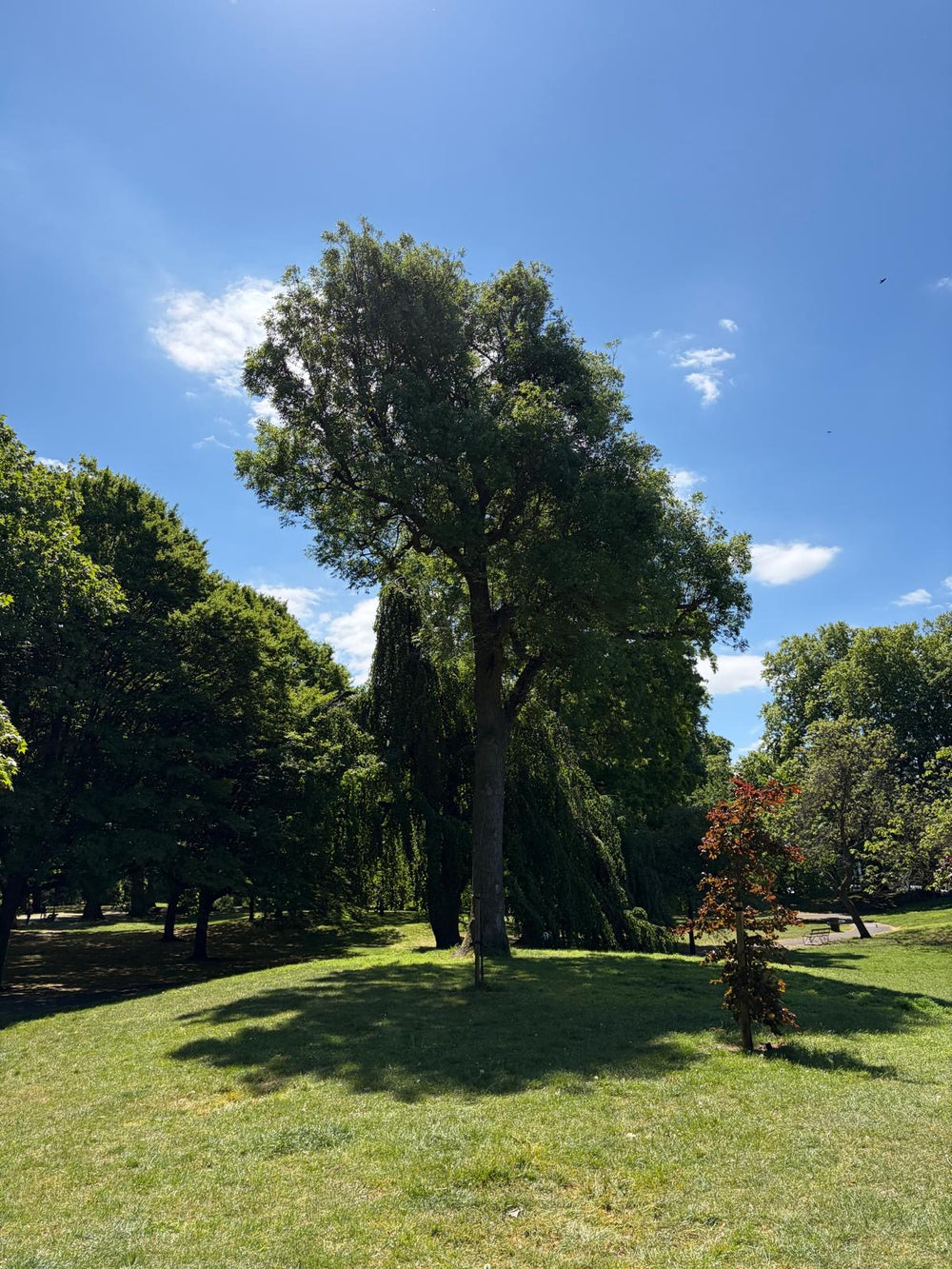 tall willow tree standing alone on open grass, battersea park, root 01 design source
